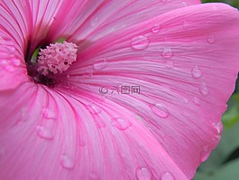 芙蓉,宏,滴