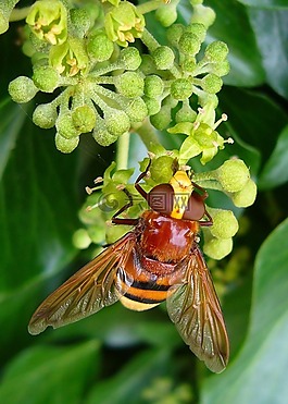 大黄蜂模拟 hoverfly,volucella zonaria,昆虫