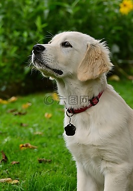 狗,金毛獵犬,小狗