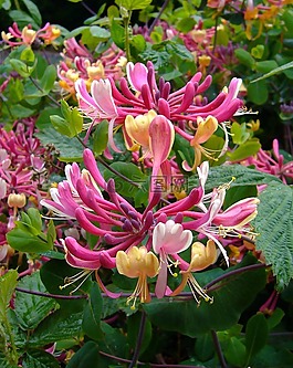金銀花,灌木,鮮花