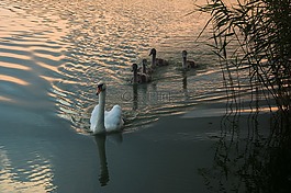 天鵝,鳥,動物