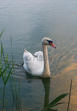 天鵝,鳥,動(dòng)物