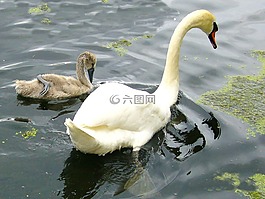 天鵝,野生鳥類,自然
