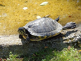 龜,動(dòng)物園,水