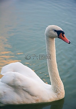 天鵝,鳥,動(dòng)物