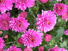 非洲菊,宏,開花