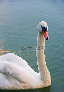 天鵝,鳥,動(dòng)物