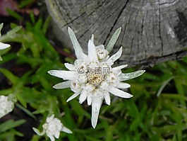 雪絨花,開花,花