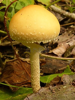 蘑菇,廠,森林