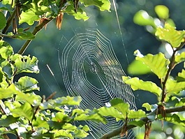 蜘蛛,蜘蛛網(wǎng),網(wǎng)絡(luò)