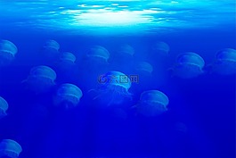 海蜇,海洋,海