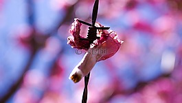 鐵絲網(wǎng),花卉,羅莎