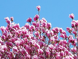 鮮花,紫色花,陽光