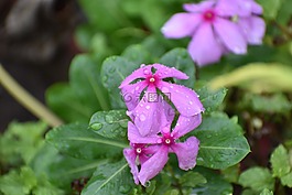長(zhǎng)春天,馬達(dá)加斯加長(zhǎng)春,鮮花