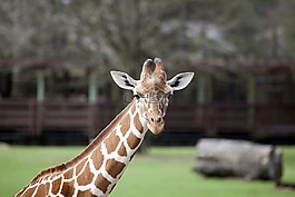 長頸鹿,動物園,動物