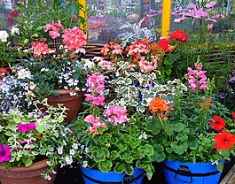 開花盆栽植物,廠區(qū)展示,鍋