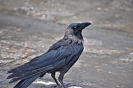 乌鸦,greynecked,乌鸦座
