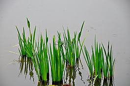 綠色,水,自然