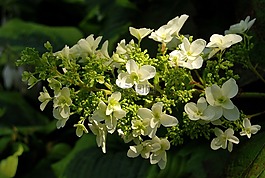 花,繡球d?bolistna,花園