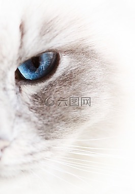 貓,寵物,白