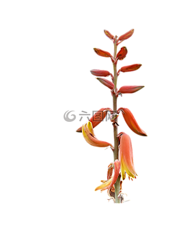 植物,png,高分辨率