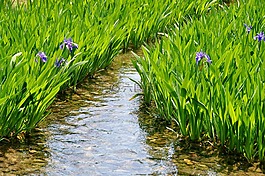 綠色,花園,自然