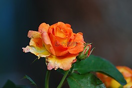 花,性質(zhì),葉子