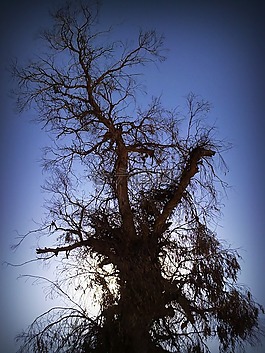 樹,分支機(jī)構(gòu),天空