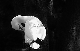 鳥(niǎo),黑色,白