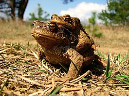 性質(zhì),動物世界,動物