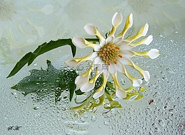 osteospermum,潔白的花朵,開(kāi)花