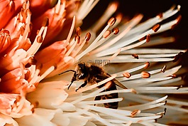 蜜蜂,昆蟲,自然