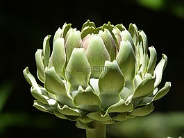 菊芋,蔬菜,綠色