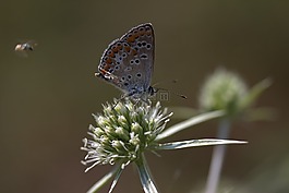蝴蝶,著色,蜜蜂