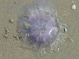 水母,藍色水母,霞水母兼 lamarckii