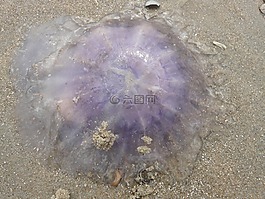 水母,藍色水母,霞水母兼 lamarckii