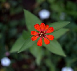 carciumareasa,花卉,紅