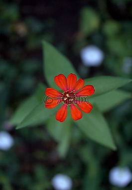 carciumareasa,花卉,紅