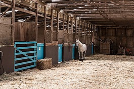 加利福尼亞州,穩(wěn)定,馬