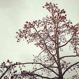 bombax ceiba,tree,ceiba
