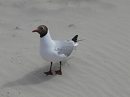 嘴鷗,海鷗,鳥