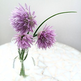 細香蔥,花卉,鮮花
