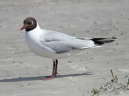 嘴鷗,海鷗,鳥