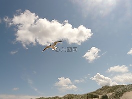 嘴鷗,飛,飛行