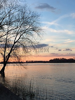 萊茵,河,樹