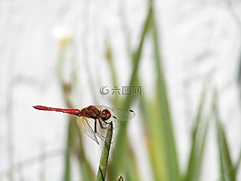 蜻蜓,性質(zhì),昆蟲
