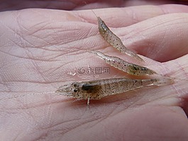 crangon crangon,虾,沙虾