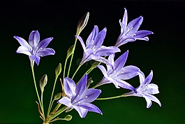 花,自然,植物区系