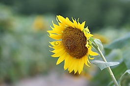 鮮花,向日葵,黃色