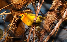 鳥,豐富多彩,黃色